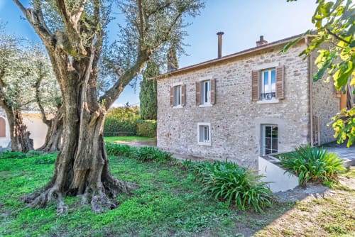 Rustic stone villa in Cannes Mougins with mature olive tree, manicured lawn, and sunny courtyard setting