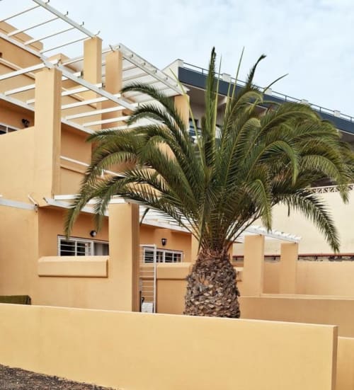 Exterior del apartamento Smart Rent Fuerteventura con palmera y fachada moderna de edificio amarillo