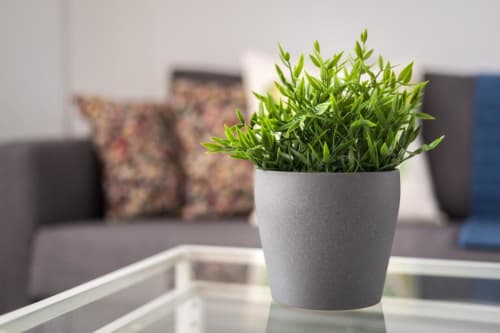 Planta verde en maceta sobre mesa con sofá de fondo en el vestíbulo del hotel Smart Rent Fuerteventura