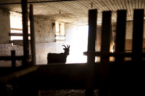 Goat silhouetted in rustic farm building at Kmetija Pečnik, a countryside apartment in Prevalje, Slovenia