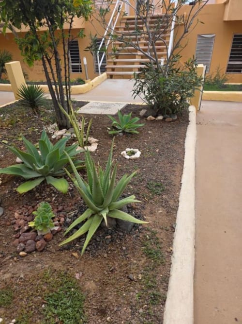 Jardín desértico con plantas de ágave y suculentas en el apartamento Smart Rent Fuerteventura con vista a la terraza