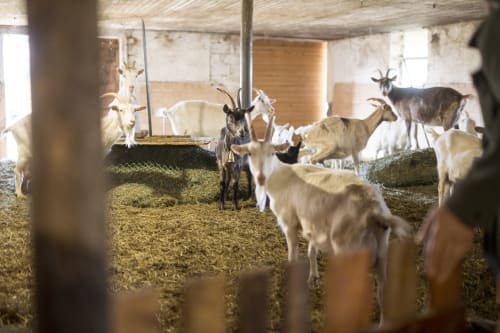 Goats in rustic barn at Kmetija Pečnik farm stay in Prevalje, Slovenia