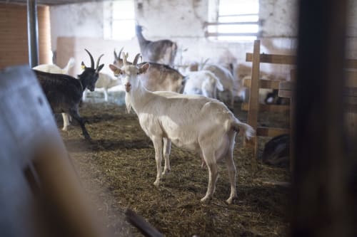 Goats in a rustic barn at Kmetija Pečnik farm stay in Prevalje, Slovenia, showing authentic farm experience