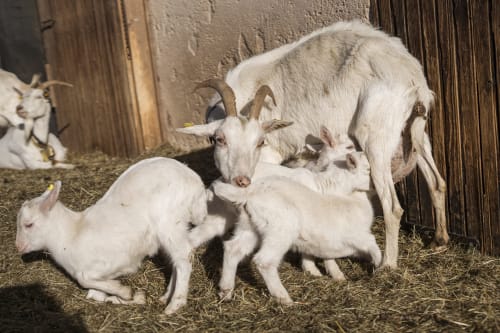White goats with kids nursing at Kmetija Pečnik farm in Prevalje, Slovenia, with wooden barn in background.