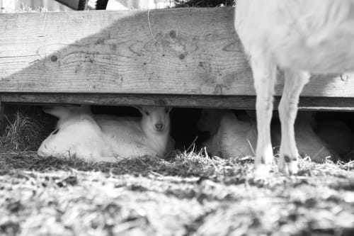 Goat resting under wooden shelter at Kmetija Pečnik farm stay in Prevalje, Slovenia
