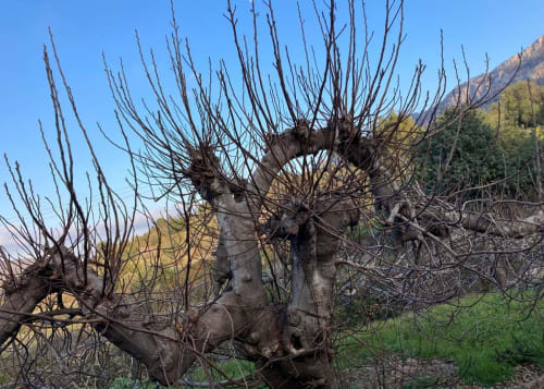 Gnarled grapevine at Casa Gallinera in Benissivà, Alicante, with mountain backdrop