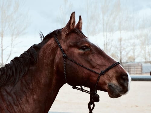 Dark brown horse with black halter at Posada La Colodra, Spain, with winter trees in background