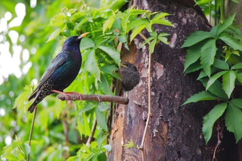 Dark starling perched on branch near tree trunk surrounded by green foliage at Posada La Colodra, Spain
