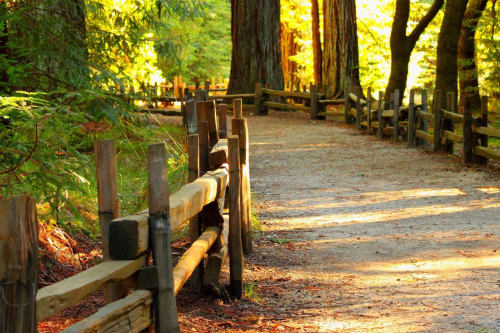 Rustic wooden fence lining a sunlit forest path with tall trees at Posada La Colodra in Spain