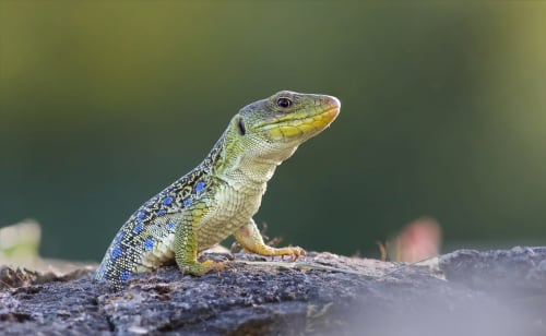 Colorful lizard perched on a rock, perfect for nature lovers visiting Posada La Colodra in Spain