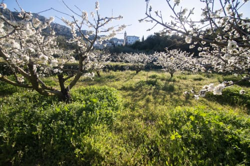 Blühender Mandelgarten bei Casa Gallinera in Benissivà, Spanien mit weißen Blüten und grünen Feldern
