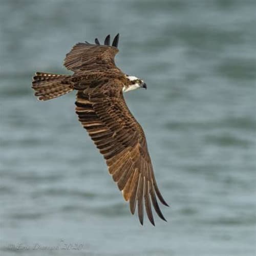 Osprey in flight over ocean near Posada La Colodra, Los Tojos