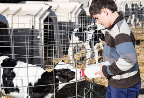 Boy feeding black and white goats at Posada La Colodra farm in Los Tojos, Spain