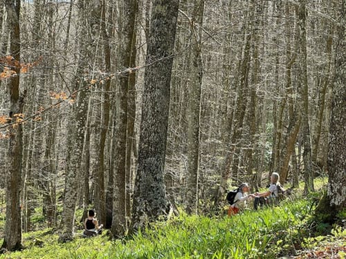Hikers exploring a scenic forest trail at Posada La Colodra in Los Tojos, Spain, surrounded by tall trees and green woodland.