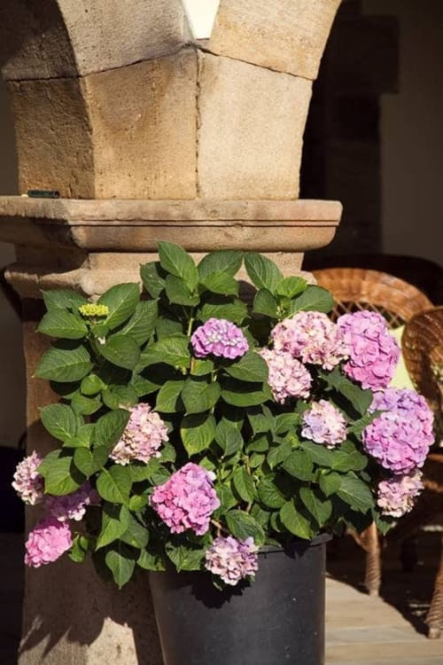 Pink hydrangea flowers in planter at Posada La Colodra hotel entrance, Los Tojos Spain