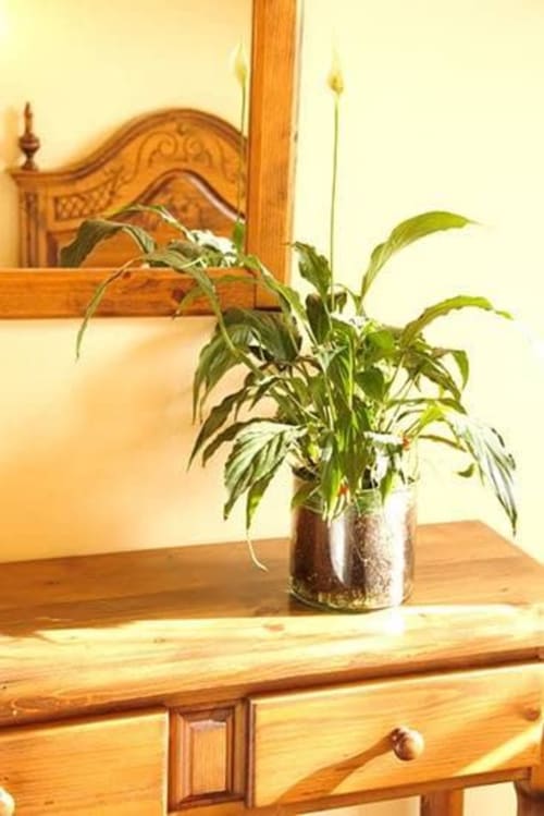 Potted plant on wooden furniture at Posada La Colodra hotel in Los Tojos