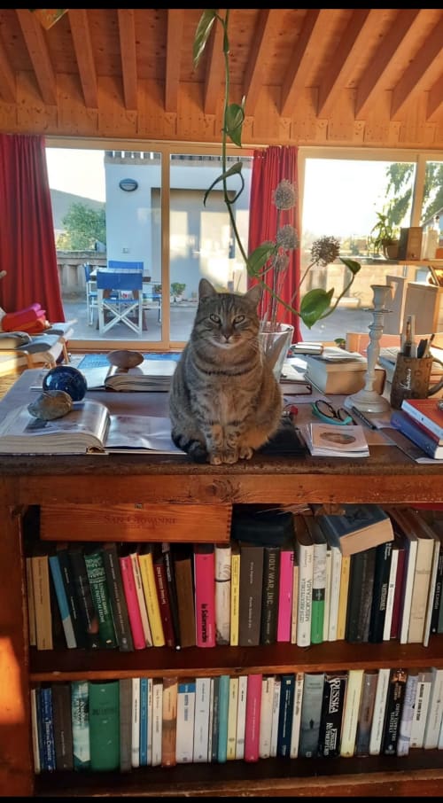 Gato atigrado sentado en escritorio de madera en Casale Artemisia B&B en Capalbio, rodeado de libros y plantas