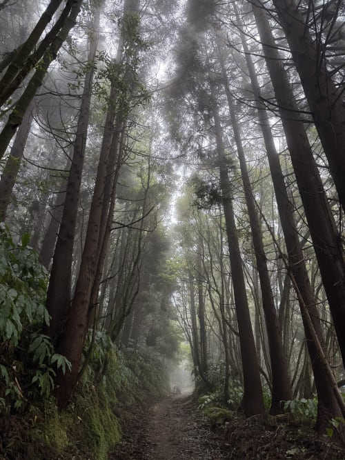 Misty forest path with tall trees at Golden Mermaid Villa, Ribeirinha Portugal