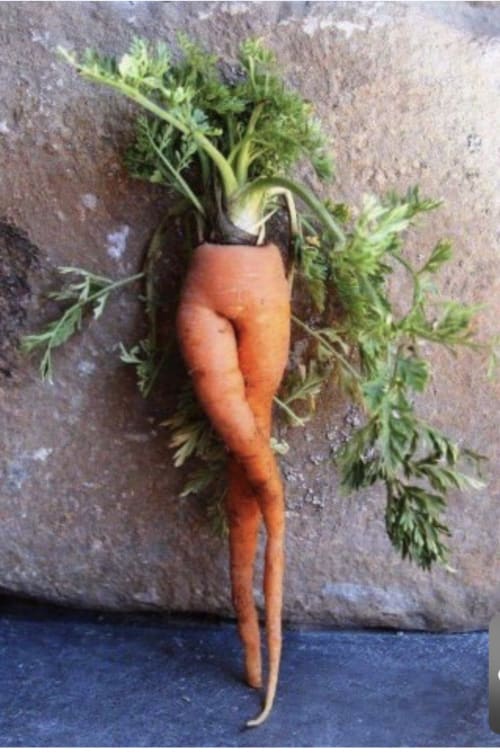 Carota fresca con foglie dalla fattoria Casale Artemisia a Capalbio, Toscana