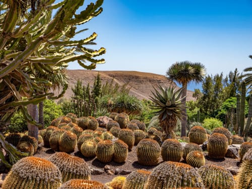Jardín de cactus barril en Smart Rent Fuerteventura con montañas y plantas tropicales bajo cielo azul