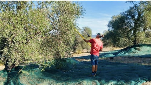 Hombre cosechando aceitunas en Casale Artemisia, agriturismo en Capalbio, Toscana, Italia