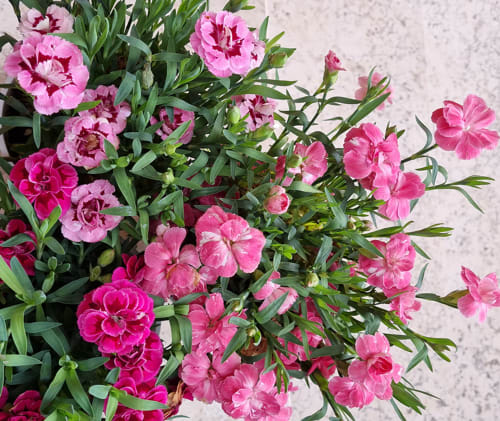 Vibrant pink carnations blooming at Cristallo Apartment in Ravenna, Italy
