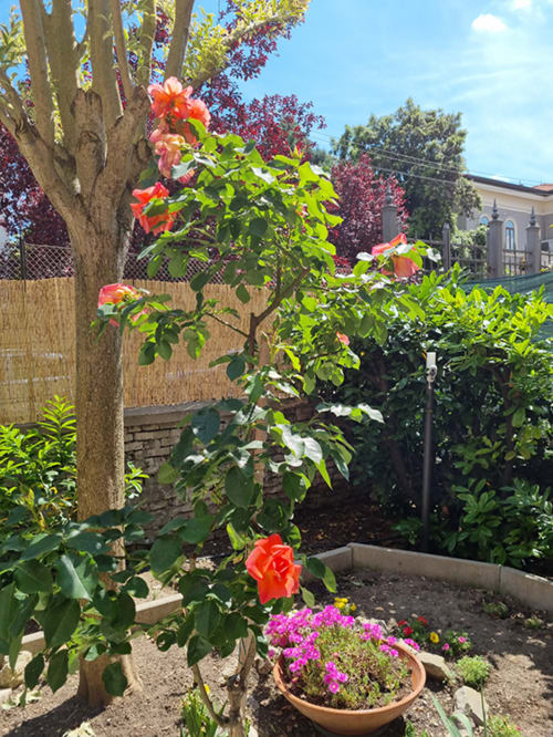 Cristallo Apartment garden in Ravenna with blooming roses, vibrant magenta flowers, and lush greenery under blue sky