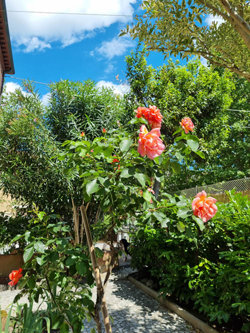 Garden pathway at Cristallo Apartment Ravenna with vibrant coral roses and lush green plants