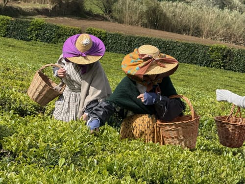 Two figures in traditional Portuguese clothing harvesting tea in lush gardens at Golden Mermaid Villa, Ribeirinha