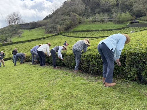Guests harvesting tea leaves at Golden Mermaid Villa's tea plantation in Ribeirinha, Portugal