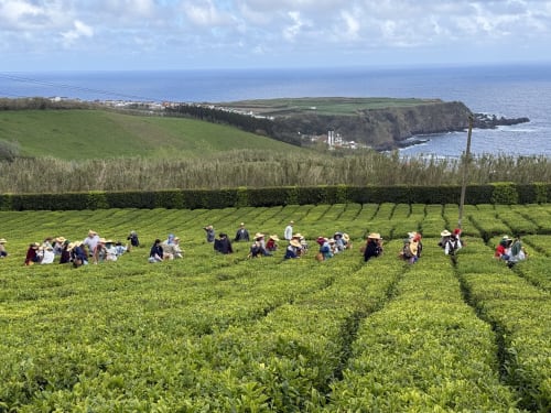 Tea plantation workers harvesting crops with coastal cliffs and Atlantic Ocean vista at Golden Mermaid Villa, Ribeirinha