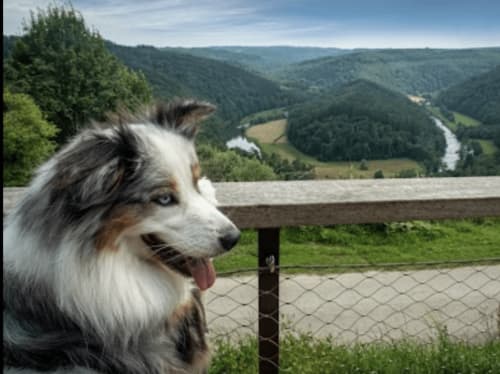 Border Collie admirant la vallée verdoyante des Ardennes près de Bouillon, Belgique aux Aux 4 Chalets Corbion