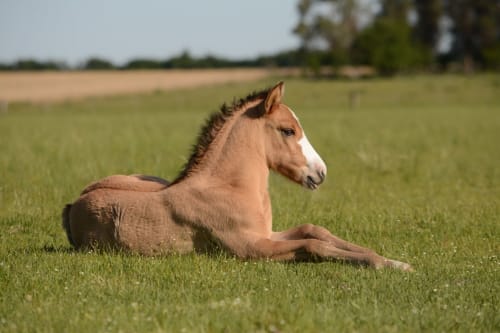 Young horse resting in green pasture at Posada La Colodra, Los Tojos, Spain