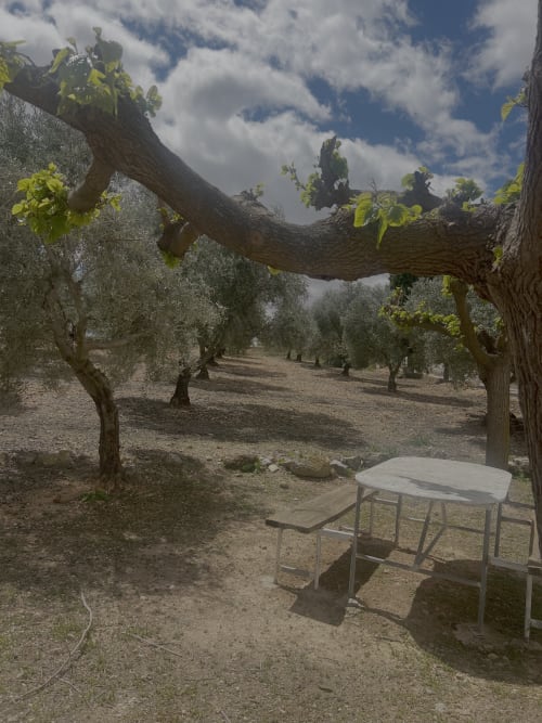Mesa de picnic bajo parra en olivar de Casa Rural Finca El Olivar, Las Cuevas