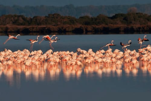 Flamencos en aguas someras cerca de Capalbio, Toscana, reflejando la luz del atardecer con costa boscosa al fondo