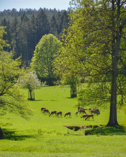 Troupeau de cerfs paissant dans une prairie verdoyante entourée d'arbres en forêt des Vosges