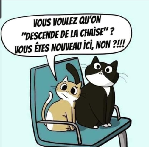 Due gatti dei cartoni animati seduti su un sedile di autobus a Vohilava, Madagascar - illustrazione comica per La Villa Boraha