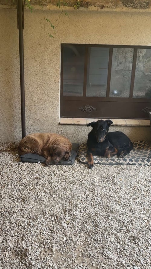Deux chiens se reposant sur la terrasse en gravier de la Bastide Bellugue B&B à Cadenet, France