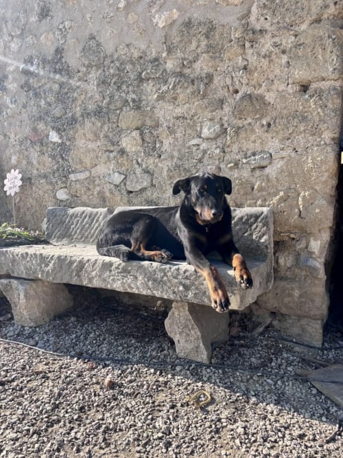 Chien noir et feu se reposant sur un banc de pierre à la Bastide Bellugue, un charmant gîte à Cadenet, Lourmarin, France