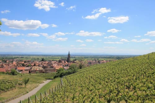 Vignobles de Dambach-la-Ville avec village historique et clocher d'église, région viticole d'Alsace