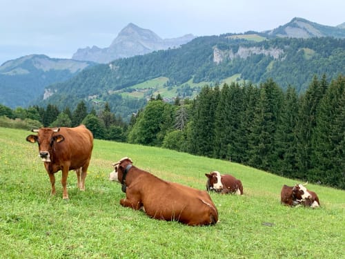 Brown cattle grazing in Alpine meadow near Notre Dame de Bellecombe with mountains and forest backdrop
