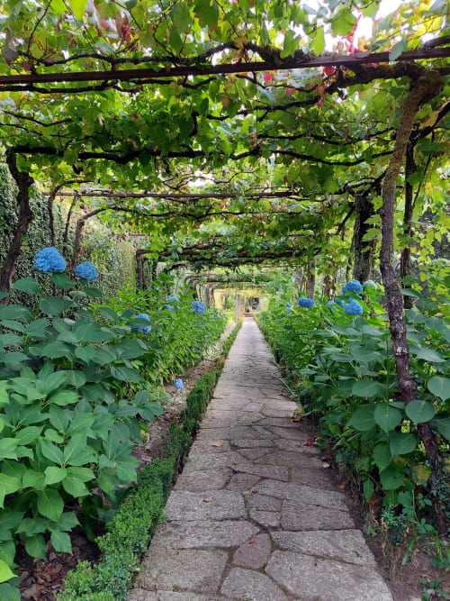 Caminho sob pérgola luxuriante na Quinta da Coutada com hortênsias e videiras em Arcos de Valdevez