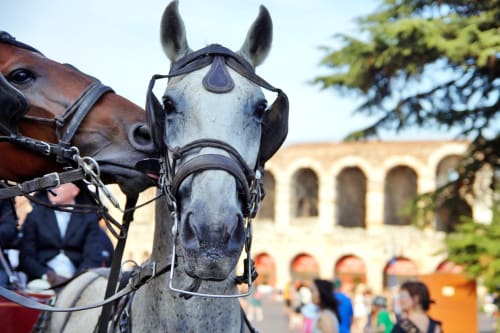 Caballo blanco con anteojeras en SMalL Guesthouse, Bussolengo, Italia, con arquitectura histórica de fondo
