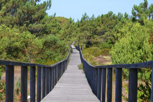 Wooden boardwalk through pine forest at Aveiro com Paixão Living, Portugal