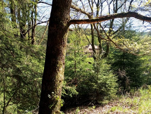 Sentier forestier de la Paulusmühle B&B à Soucht, France, avec des arbres anciens et des branches recouvertes de mousse