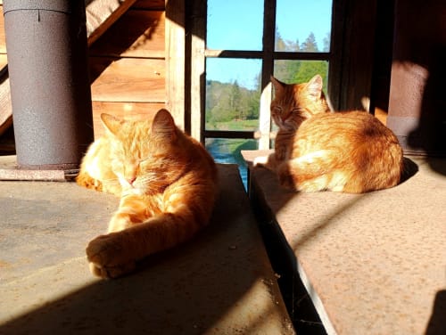 Deux chats roux se prélassent au soleil à la maison d'hôtes Paulusmühle, Soucht, avec vue sur la forêt et la rivière