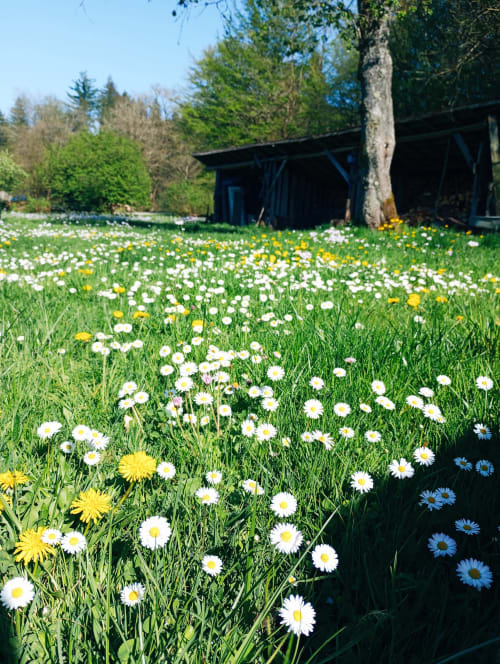 Prairie fleurie avec marguerites blanches et pissenlits jaunes au printemps à la Paulusmühle, gîte près de Soucht, France