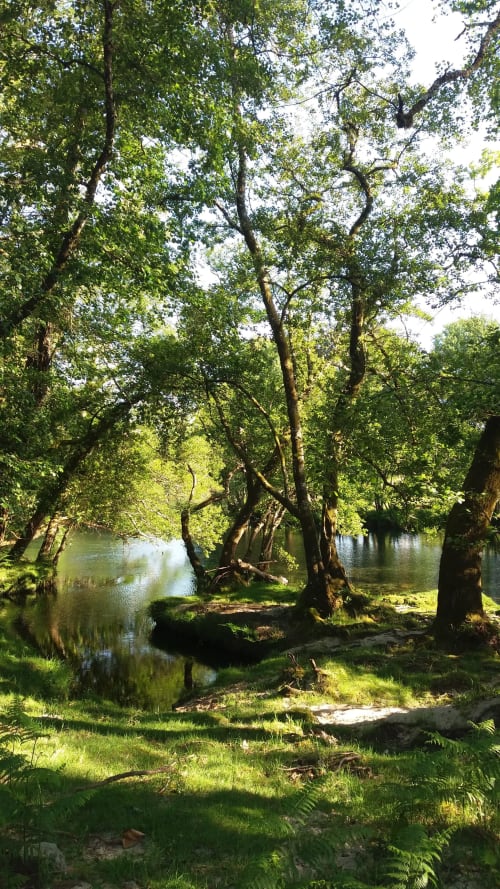 Cena tranquila da floresta ribeirinha em Quinta da Coutada, Arcos de Valdevez, Portugal com árvores exuberantes e águas serenas