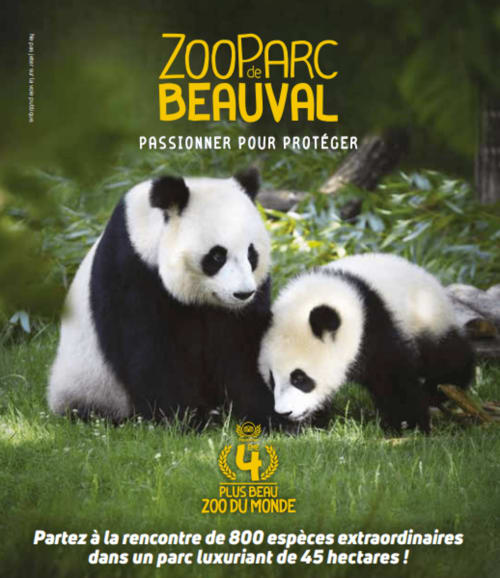 Zoo de Parc Beauval près de Beaulieu-les-Loches : pandas géants avec du bambou dans un habitat verdoyant luxuriant