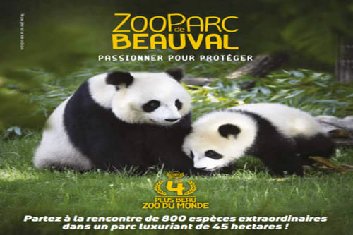 Zoo Parc de Beauval pandas on grass - luxury 45-hectare zoo near Beaulieu-les-Loches